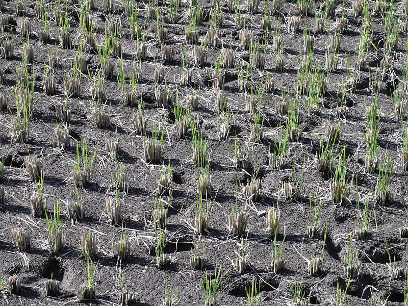 seib-2008-japan-30.JPG - Rice field, museum, Takayama town (© Roland Seib)