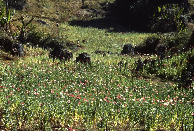 Thailand-37-Seib-1986.jpg - Opium poppy field in the mountains (photo by Roland Seib)