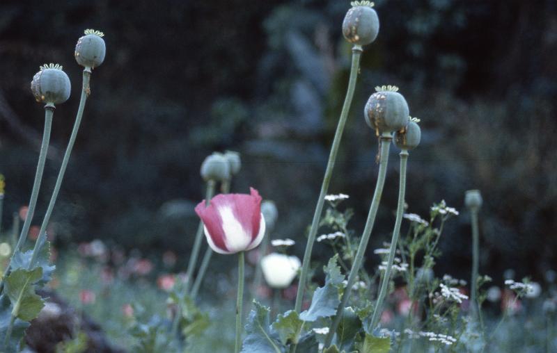 Thailand-40-Seib-1986.jpg - (photo by Roland Seib)