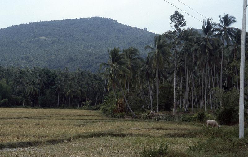 Thailand-56-Seib-1986.jpg - Fishing and agriculture as the most important economic activities on the island (photo by Roland Seib)