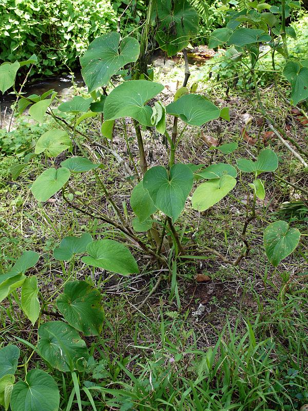 Vanuatu-36-Seib-2011.jpg - Piper methysticum, Kava plant (Photo by Roland Seib)